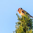 Sänger in der Abendsonne