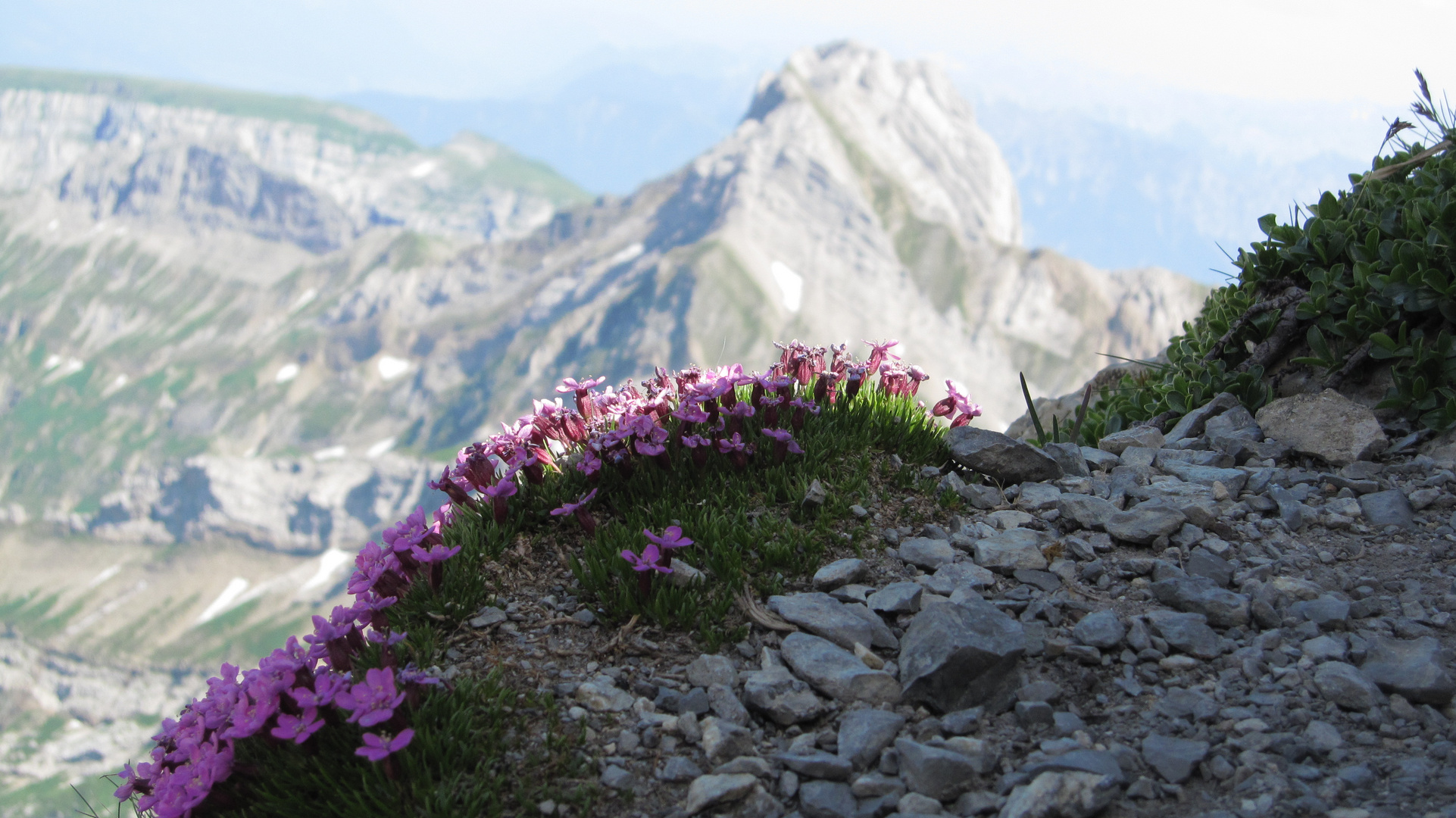 Säntis 2'501,9 m ü. M. Appenzeller Alpen (Ostschweiz)