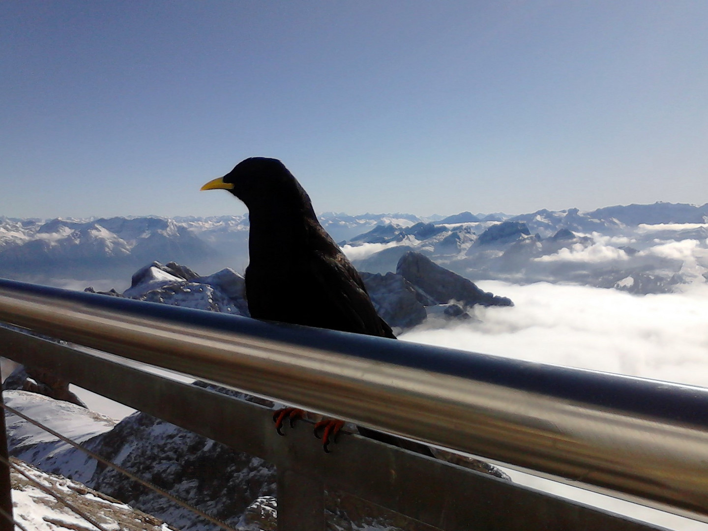 Säntis Bergdohle