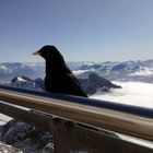 Säntis Bergdohle