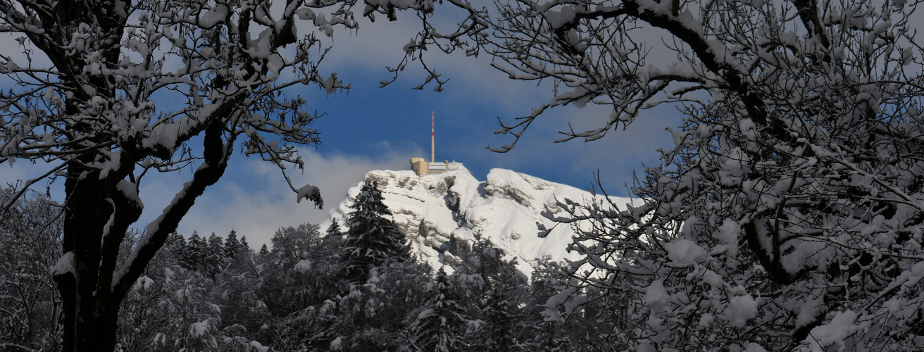 Säntis im Geäst