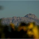 Säntis über dem Sonnenblumenfeld