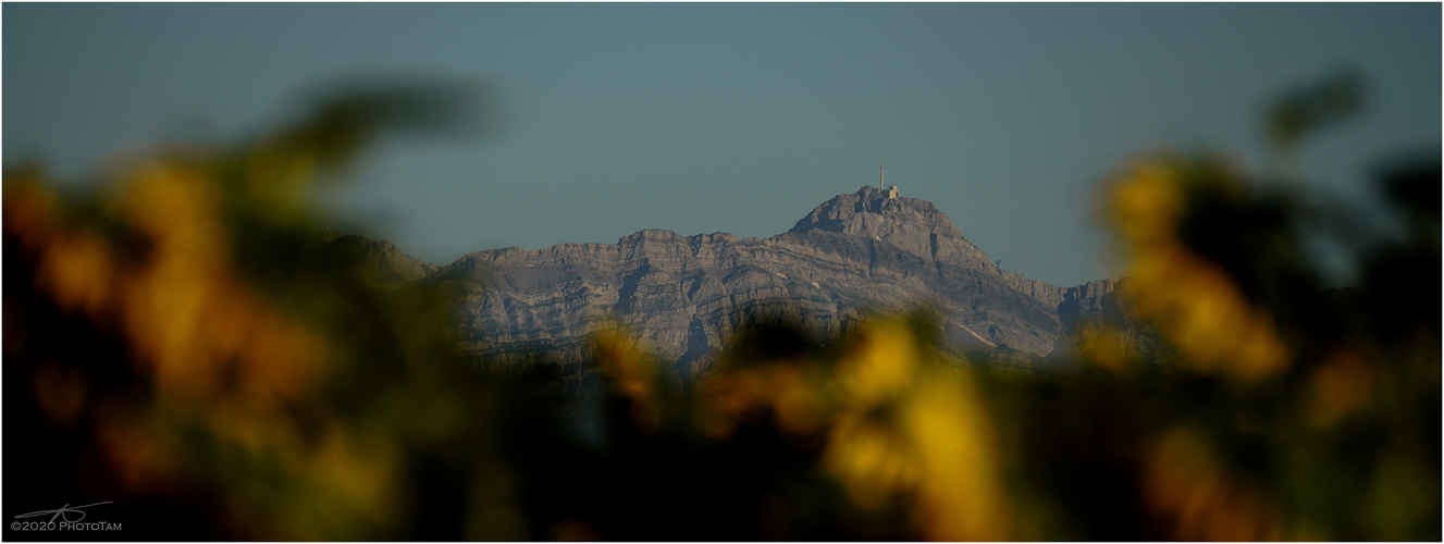 Säntis über dem Sonnenblumenfeld