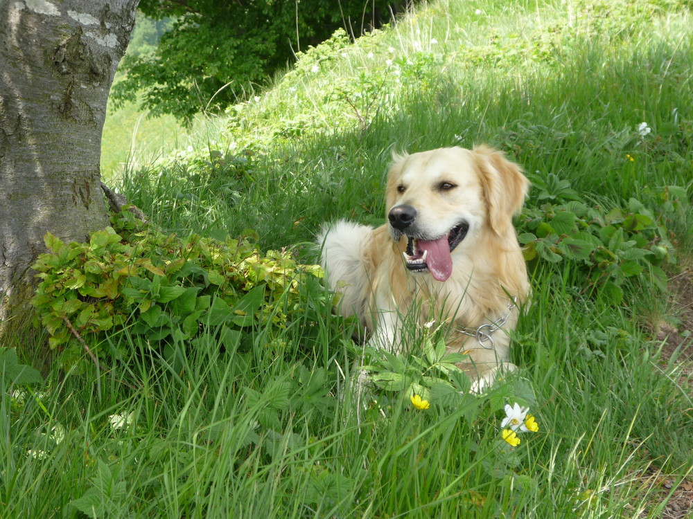 saetta il cane più fortunato del mondo