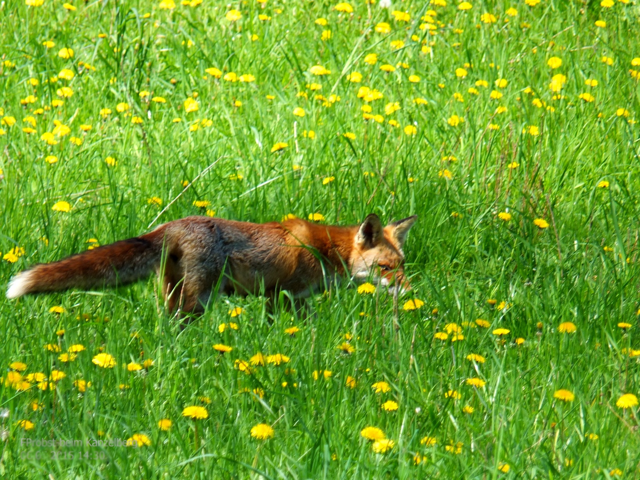 Säugende Füchsin beim Kanzelberg auf Jagt