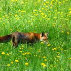 Säugende Füchsin beim Kanzelberg auf Jagt