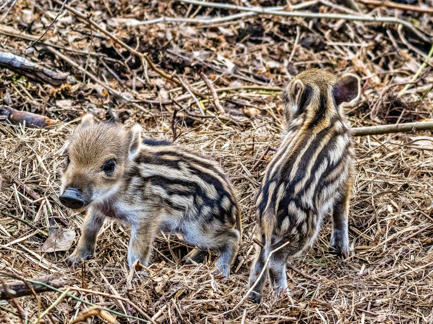 Säugende Wildsau im Gras 3: zwei Frischlinge