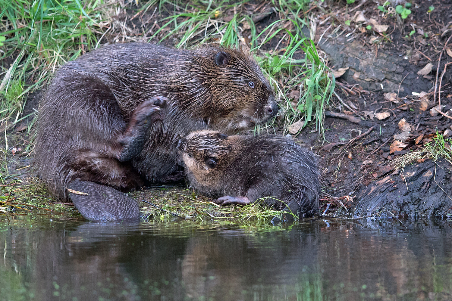 Säugendes Biberweibchen 