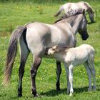 säugendes Fohlen bei Wildpferd ( Dülmener Wildpferd? Falbe?)