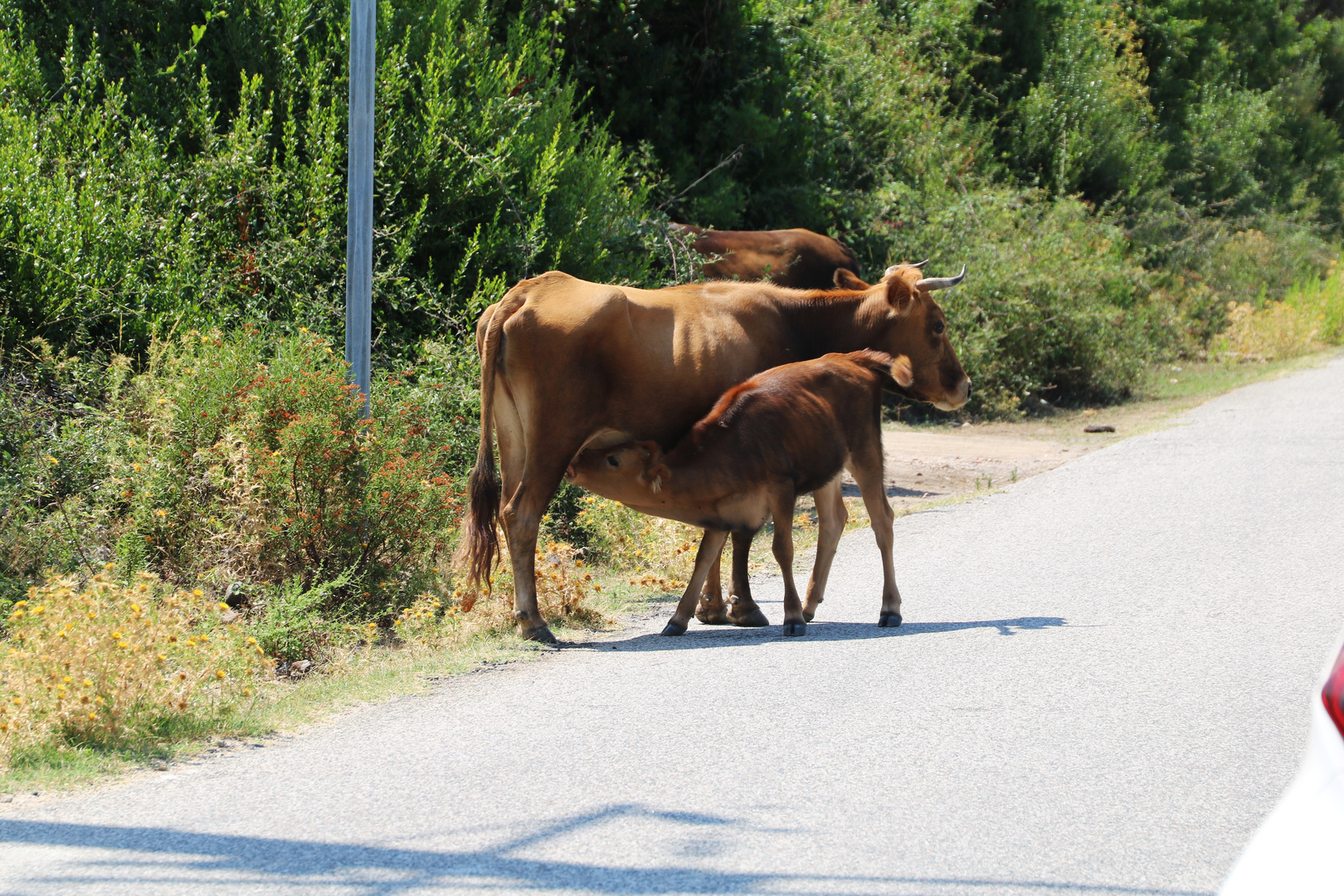 Säugendes Kalb