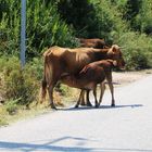 Säugendes Kalb