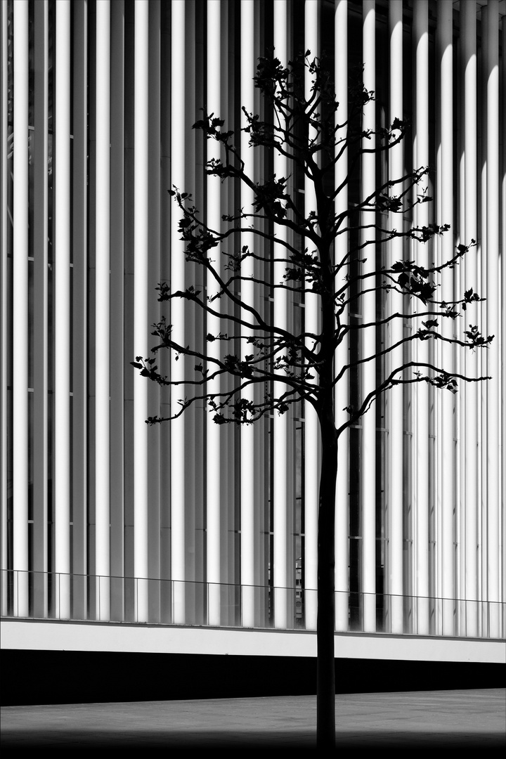 Säulen_Baum