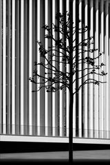 Säulen_Baum