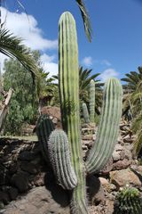 Säulenkaktus im Park Cactualdea