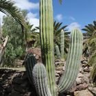 Säulenkaktus im Park Cactualdea