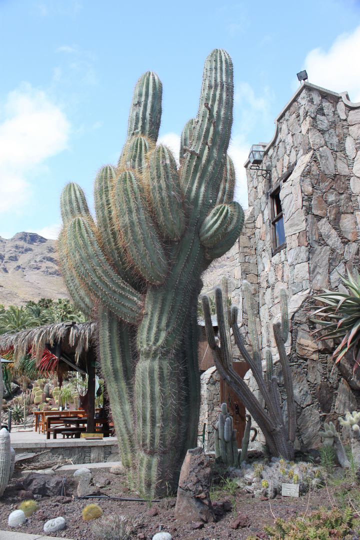 Säulenkaktus im Park Cactualdea