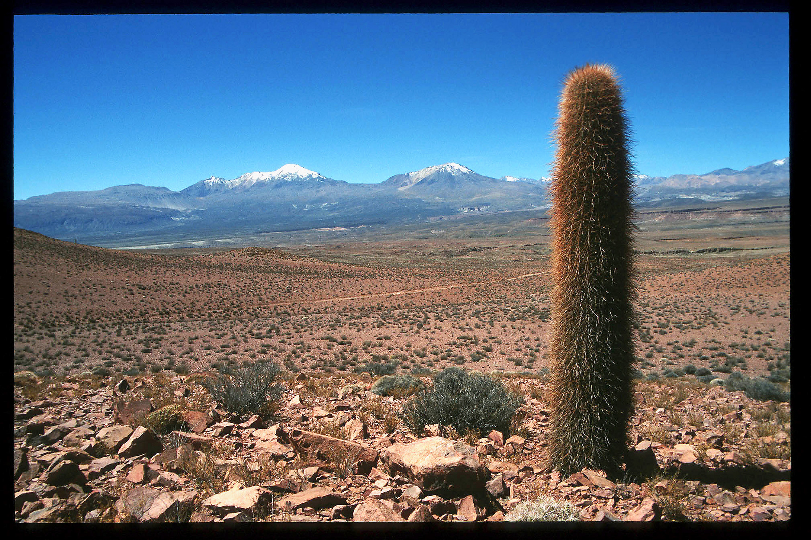 Säulenkaktus vor Vulkanen - Chile