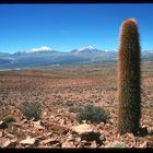 Säulenkaktus vor Vulkanen - Chile