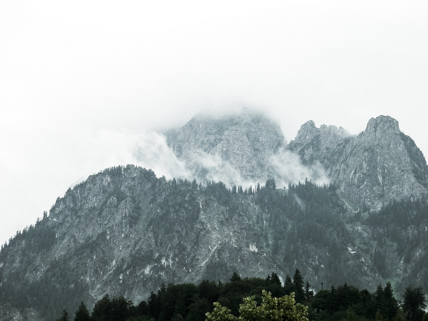 Säuling im Nebel