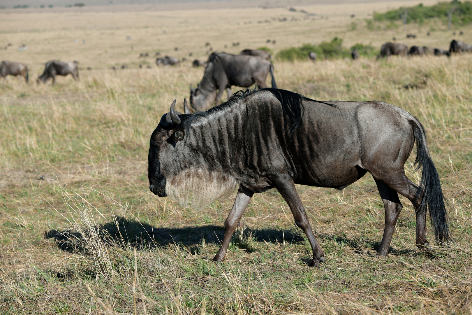 Safari 3 in der Masai Mara 