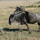 Safari 3 in der Masai Mara 