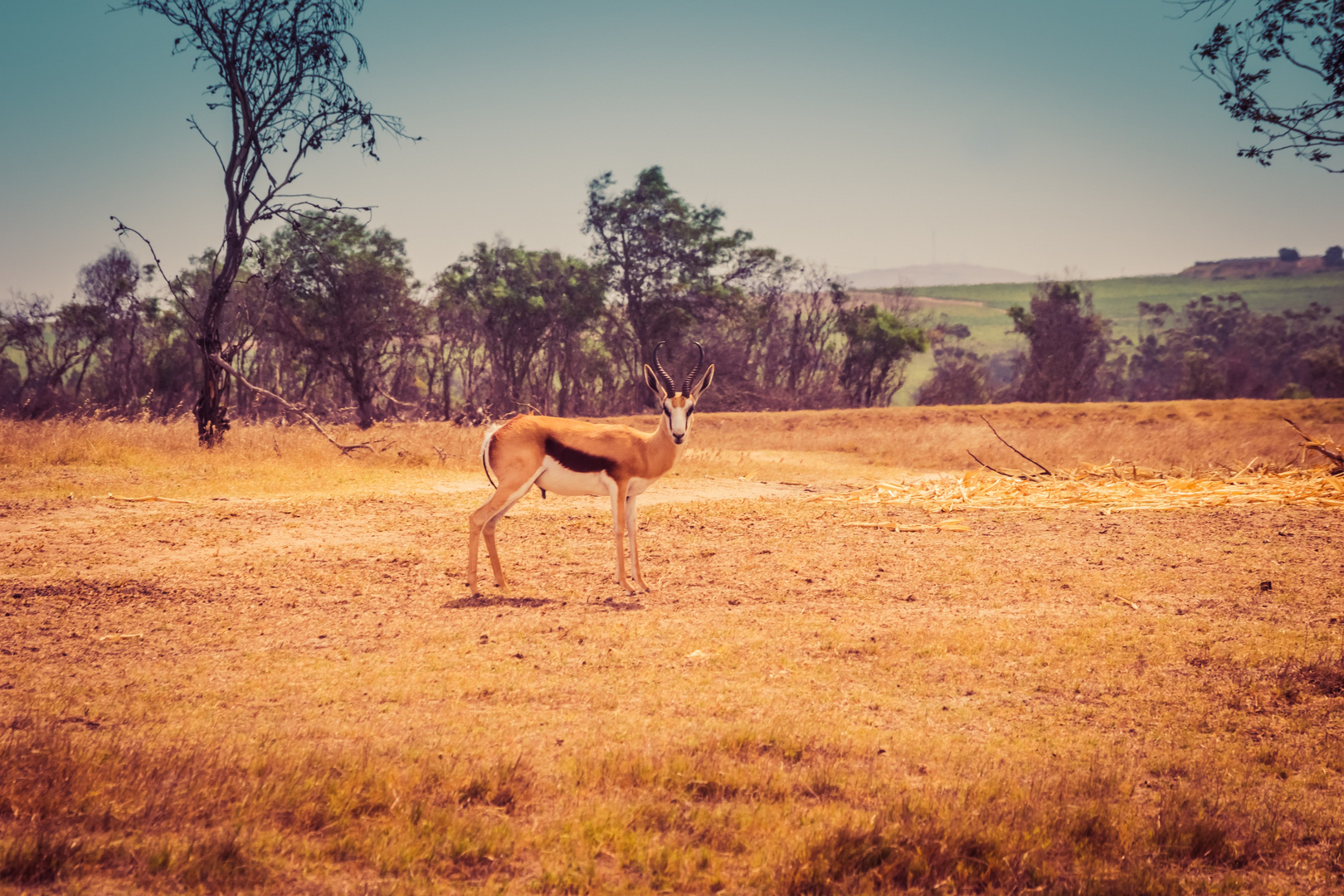 Safari