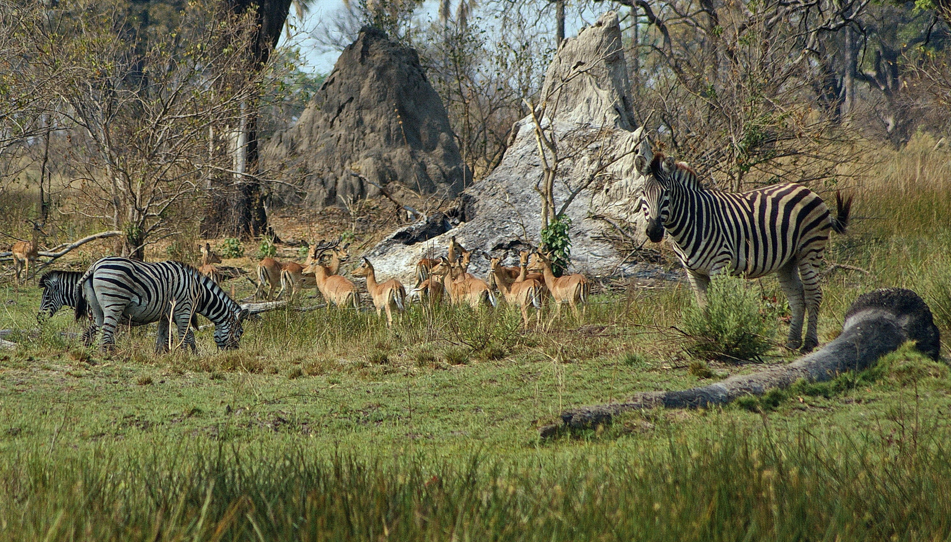 Safari