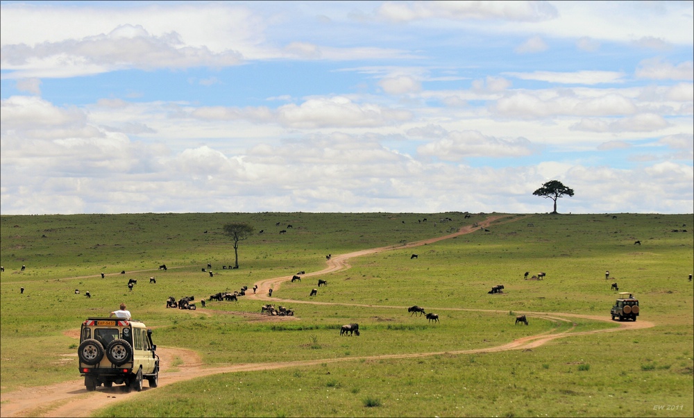 Safari