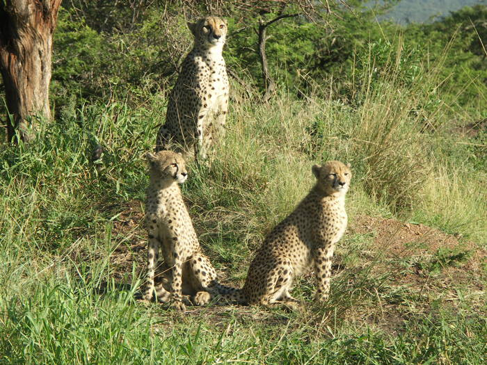 Safari, aber nicht im Kruger