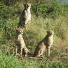 Safari, aber nicht im Kruger
