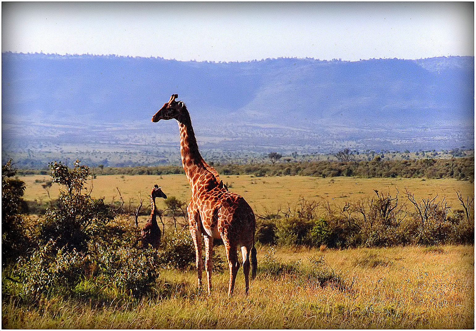 SAFARI au KENYA - 12 - 