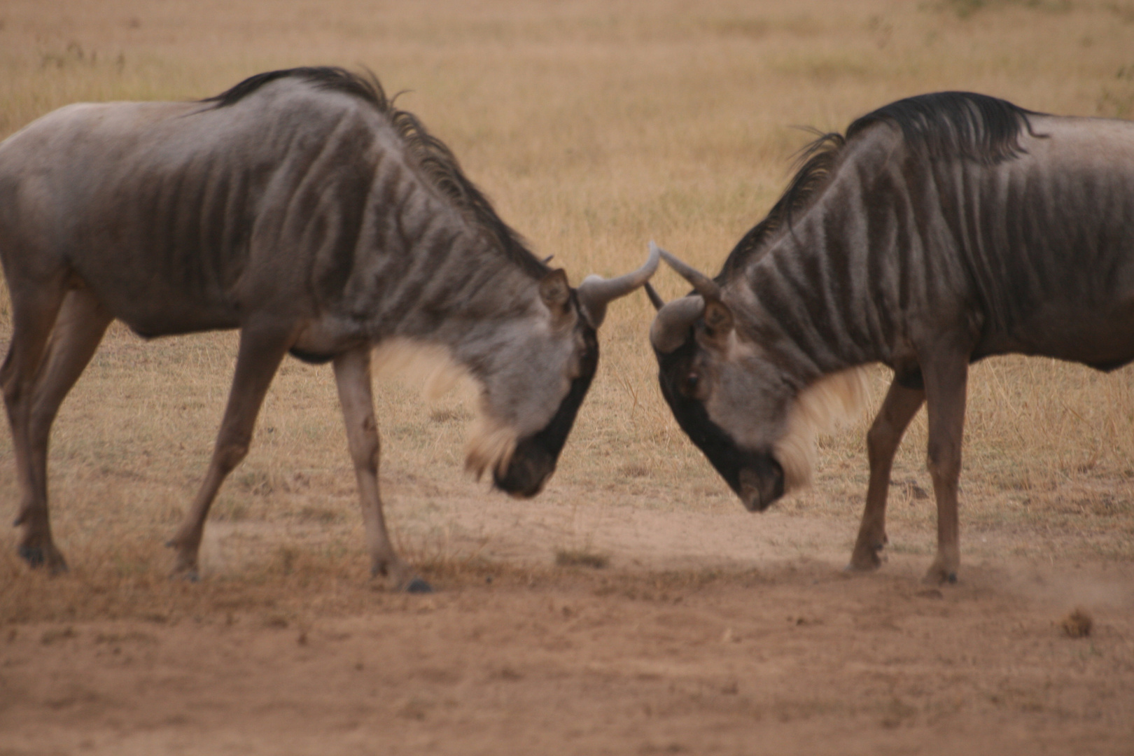 SAFARI AU KENYA