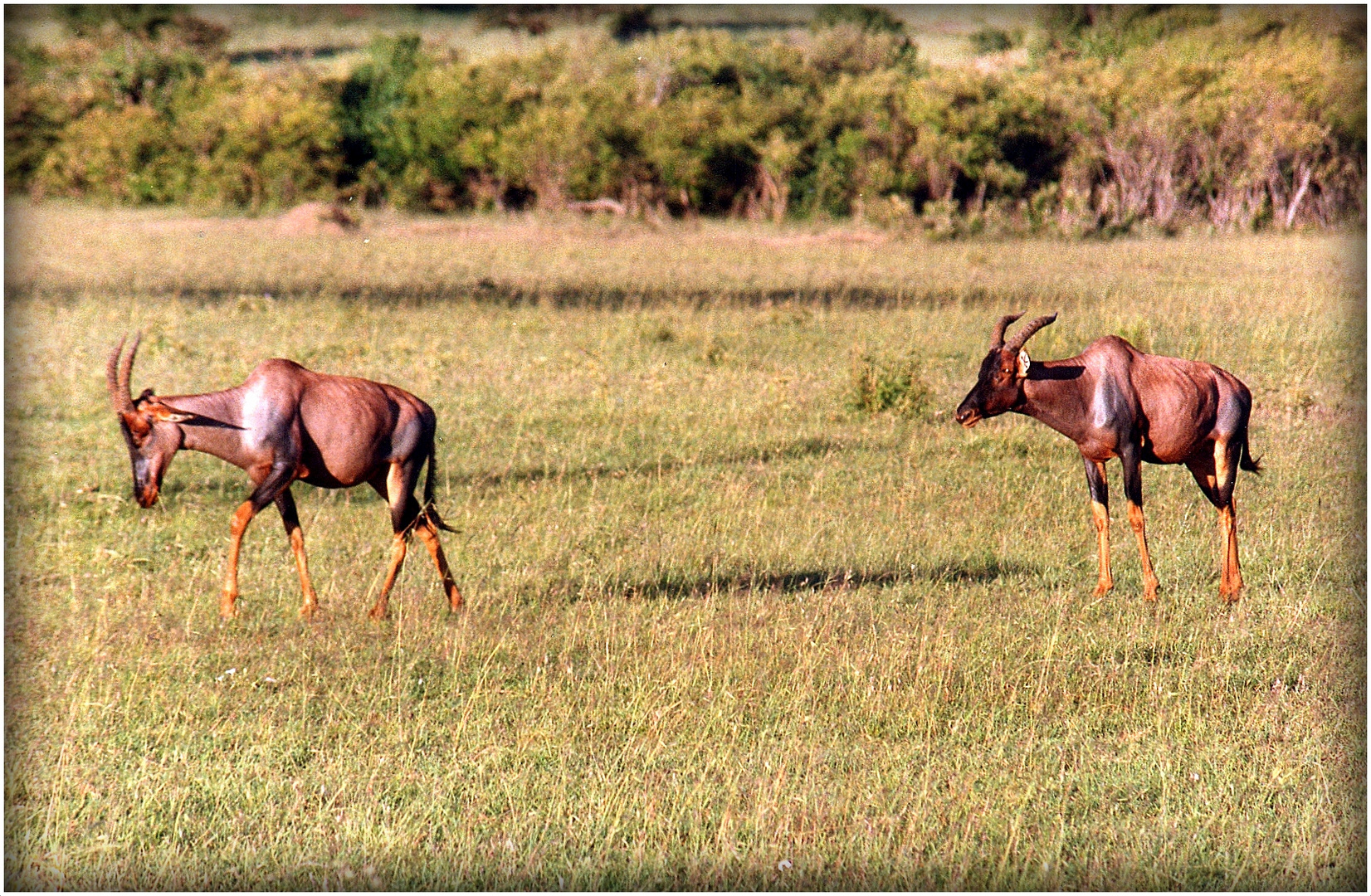 SAFARI au KENYA - 3 - 