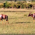 SAFARI au KENYA - 3 - 