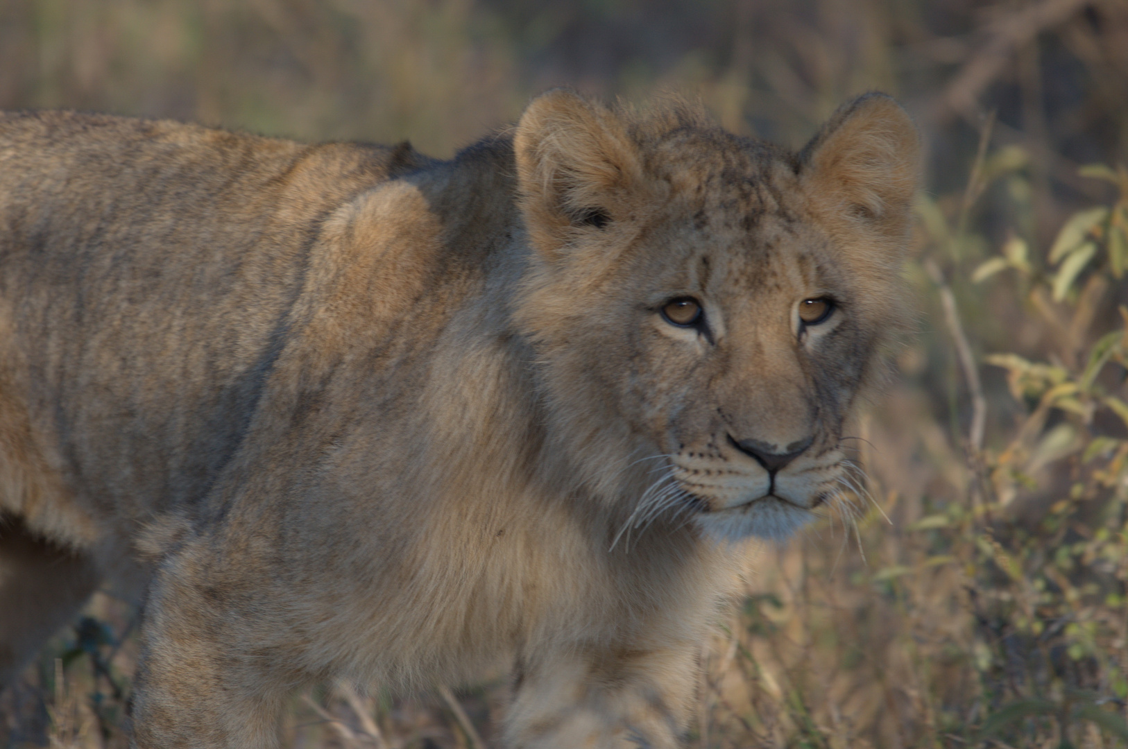 Safari-Begegnung, Krüger NP