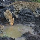 Safari & Cubs