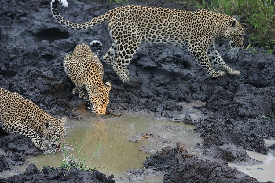 Safari & Cubs