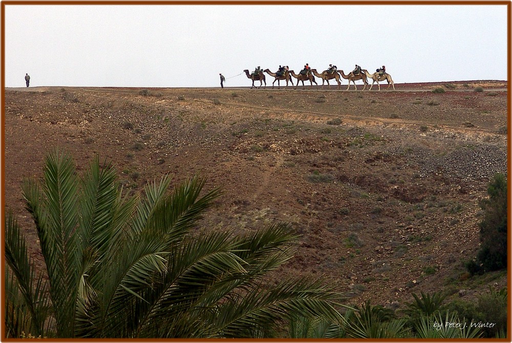 Safari de Camellos / Kamelsafari