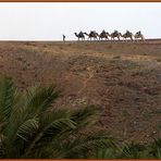 Safari de Camellos / Kamelsafari