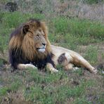 Safari ; Der Chef im Ring .Der Löwe.