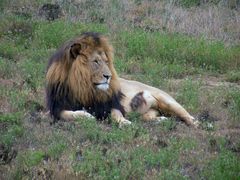 Safari ; Der Chef im Ring .Der Löwe.