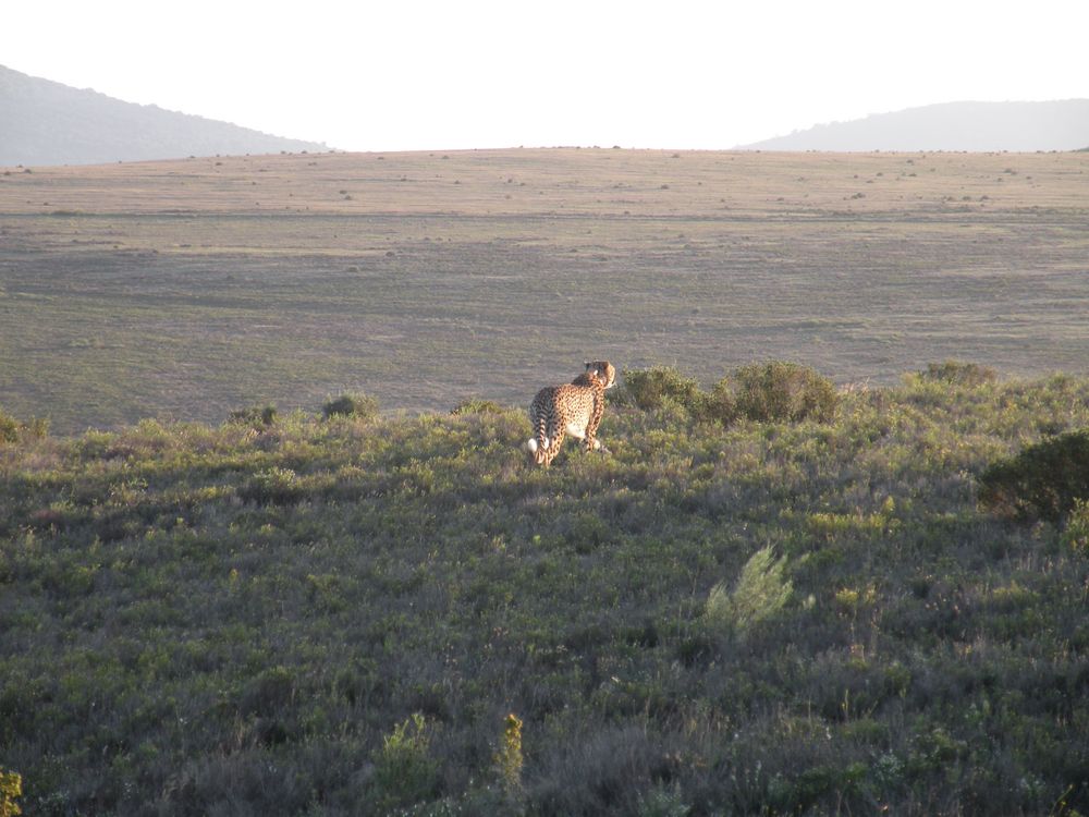 Safari ; Der Gepard begibt sich auf die Jagd nach seinem Abendbrot.