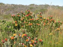 Safari ; Ein Blütenmeer ,die Landschaft ist überseht mit Protea.