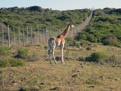 Safari ; Eine Giraffe an der Außengrenze des Reservat .