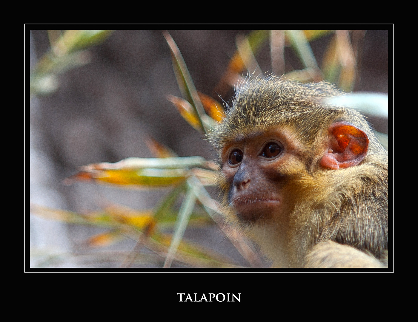 Safári fotográfico Zoo de BCN - VII