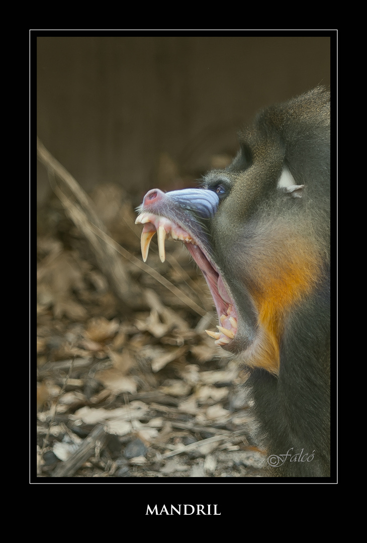 Safári fotográfico Zoo de BCN - VIII