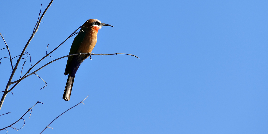 Safari Fotoreise Impression 2016.10