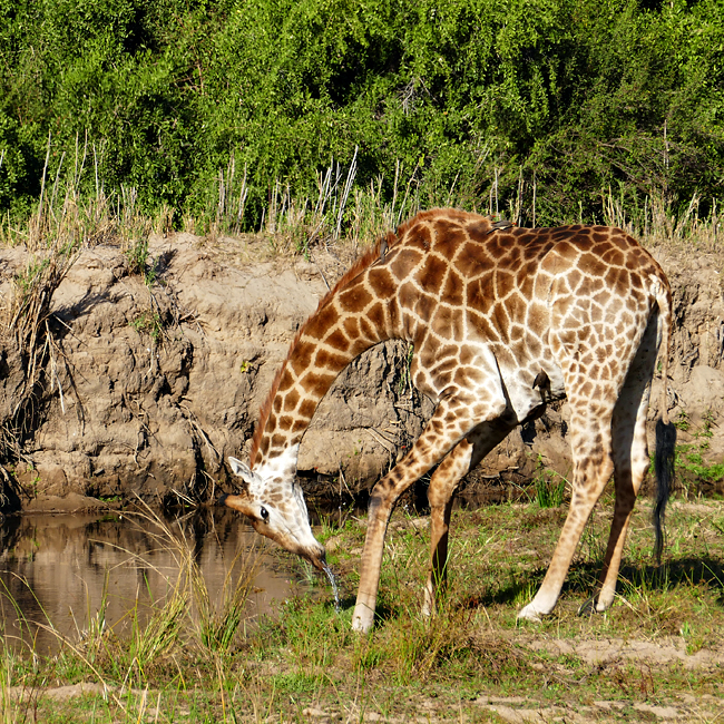 Safari Fotoreise Impression 2016.12