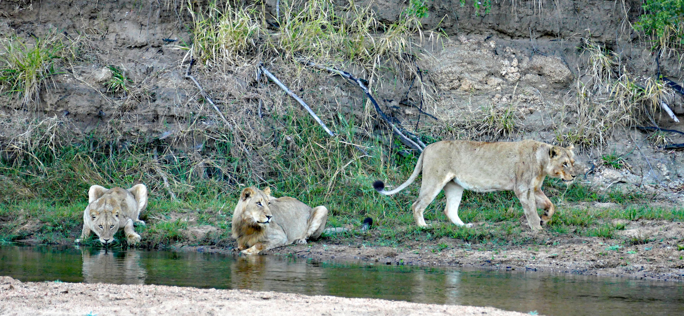 Safari Fotoreise Impression 2017.12 