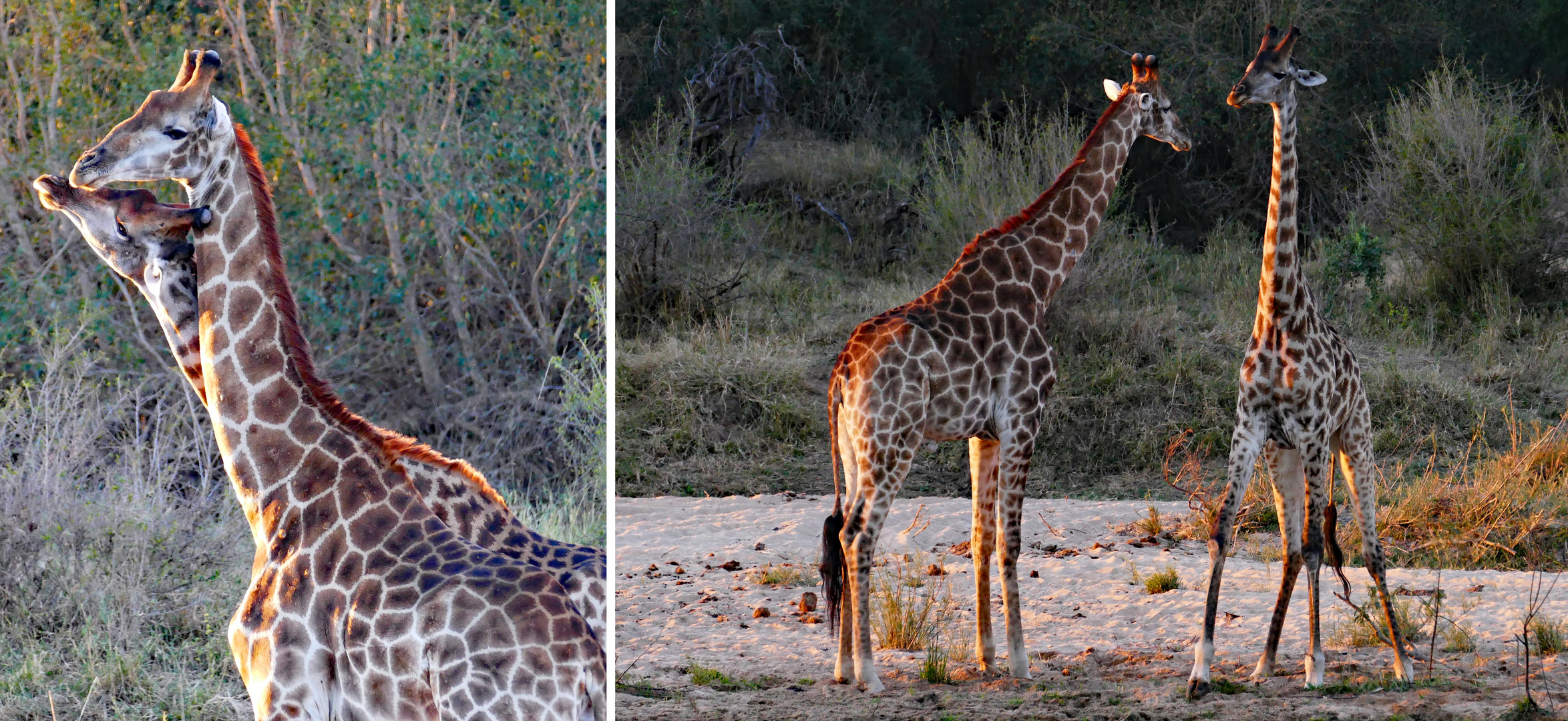 Safari Fotoreise Impression 2017.2 